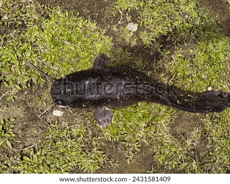 A large female Dumbo Catfish (Clarias gariepinus), whose stomach looks big because it has eggs. Class: Actinopterygii, Order: Siluriformes, Family: Clariidae, Genus: Clarias