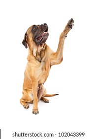 A Large Female English Mastiff Dog Raising Her Paw To Shake Hands