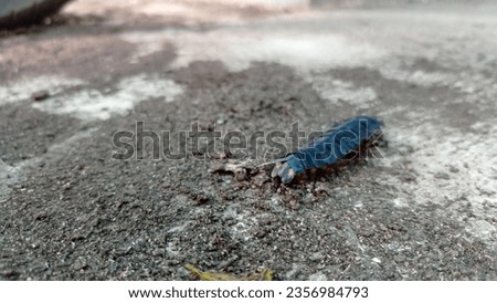 large female fire fly non flying in indonesia Stock photo © 