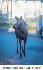 Large Female Moose Staring On Residential Street Of Suburban Country Houses With Chain Link Fence And Parked Car In Anchorage, Alaska. Wildlife Animal In Neighborhood Subdivision Area