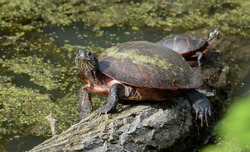 A Large Female Northern Red-bellied Cooter Turtle Looking Straight At The Viewer While Basking On A Log Sticking Out Of A Duck Weed Filled Pond
