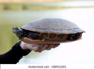 Large Female Northern Redbellied Cooter Turtle Stock Photo 1389512291 ...