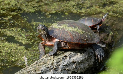 A large female northern red-bellied cooter turtle looking straight at the viewer while basking on a log sticking out of a duck weed filled pond