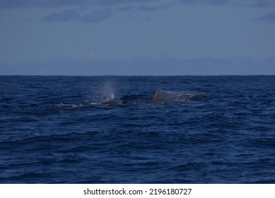 Large female sperm whale blowing blowholes on the surface of the Atlantic Ocean off the Azores Islands. Sunny day, blue water, blue sky, calm sea. Whale and dolphin watching tour.