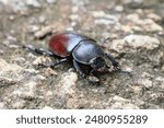 A large, female stag beetle on a rock. Highly detailed stag beetle. Natural female stag beetle