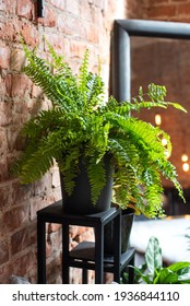 Large Fern Bush In The Interior. Green Healthy Houseplant.