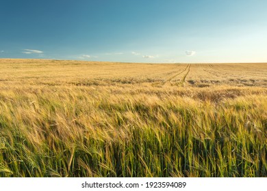 A Large Field With Golden Barley, The Horizon And The Sky