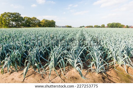 Large field with harvesting ripe leek plants in a Dutch rural landscape.