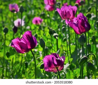 A Large Field Of Medicinal Purple Poppies