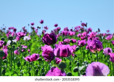 A Large Field Of Medicinal Purple Poppies