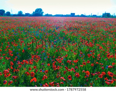 Similar – Foto Bild Mohnblumenwiese rot blau