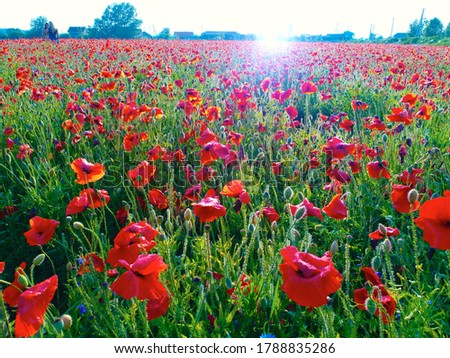 Similar – Image, Stock Photo Poppy blossom in a cereal field