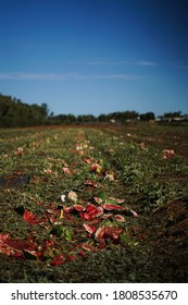 Large field of smashed melons