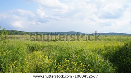 large field of tall grass