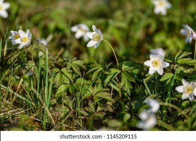 Large Field White Anemone Flowers Spring Stock Photo 1145209115 ...