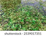 A large field of white Ottelia alismoides flowers in full bloom amidst beautiful nature. in Myanmar,  Southeast Asia.