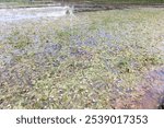 A large field of white Ottelia alismoides flowers in full bloom amidst beautiful nature. in Myanmar,  Southeast Asia.