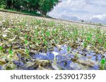 A large field of white Ottelia alismoides flowers in full bloom amidst beautiful nature. in Myanmar,  Southeast Asia.