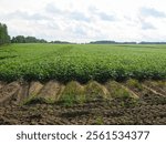  large fields with grown potatoes                              