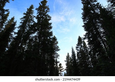 Large Fir Trees In The Old Forest. Summer Day. Underexposed Photo. Jämtland, Sweden, Europe.