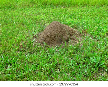 1,594 Ants bed Images, Stock Photos & Vectors | Shutterstock