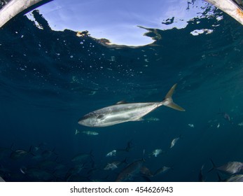 Large fish in the blue water near Adelaide off the coast of Australia