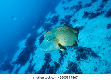 A large fish glides effortlessly through clear blue water above a sandy ocean floor. Coral and seaweed create a natural underwater habitat, highlighting biodiversity and tranquility.