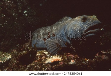 A large fish known as a Wolf fish (also known as a Wolf eel, Sea wolf, Atlantic Catfish or a Devil fish)