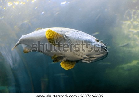 Large fish swimming in a tank. The fish is white and yellow