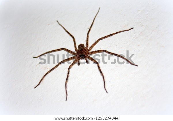 Large Flat Common African Spider Species Stock Photo Edit Now