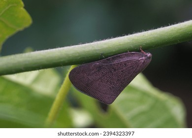 large flat winged hopper resting on a tree branch                               