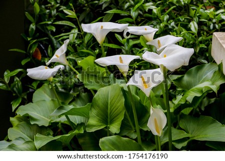 Large flawless white Calla lilies flowers, Zantedeschia aethiopica, with a bright yellow spadix in the center of each flower.  The flowers are surrounded by lush green leaves in springtime in London.