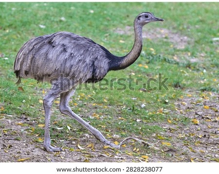 Large flightless bird with sleek feathers walking through autumnal grassland under bright sunlight