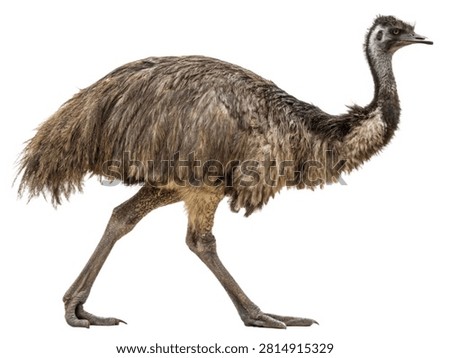 A large flightless emu bird standing isolated on white transparent background.
