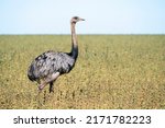 A large flightless Greater Rhea standing straight up at Emas National Park, Chapadão do Céu, Goiás State, Brazil