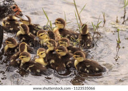 Similar – Foto Bild Mutter und Baby Muskovy Entenküken Cairina moschata