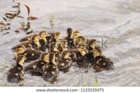 Similar – Foto Bild Mutter und Baby Muskovy Entenküken Cairina moschata