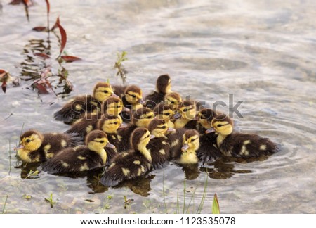 Similar – Foto Bild Mutter und Baby Muskovy Entenküken Cairina moschata