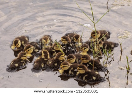 Similar – Foto Bild Mutter und Baby Muskovy Entenküken Cairina moschata