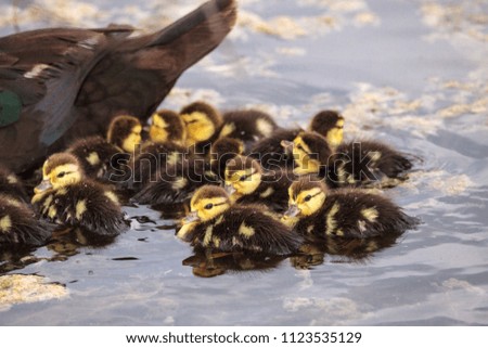 Similar – Foto Bild Mutter und Baby Muskovy Entenküken Cairina moschata