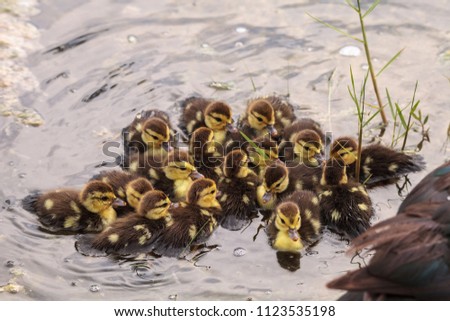 Similar – Foto Bild Mutter und Baby Muskovy Entenküken Cairina moschata