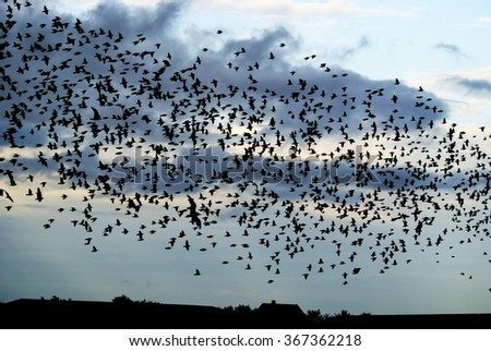 Large flock of birds at dawn