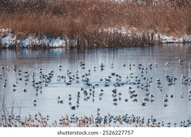 A large flock of birds foraging on a frozen lake surrounded by tall grasses in a winter landscape - Powered by Shutterstock