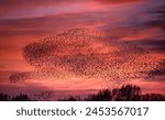 A large flock of birds in the sky
