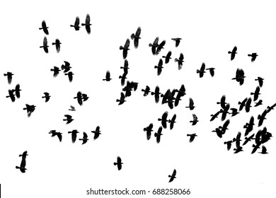 a large flock of black crows flying on the white isolated background