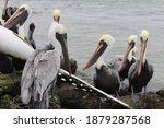 A large flock of brown pelicans, Pelecanus occidentalis, perched on rocks in the ocean near a pvc pipe used as a feeding tube waiting to be fed at the Sebastian Inlet State Park in Florida.