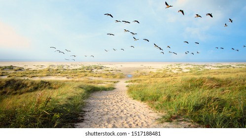A Large flock of CanvasBacks Ducks Flying Over Wonderful dune beach landscape on the North Sea island Langeoog in Germany with a path,  sand and grass on a beautiful summer day, holidays in Europe.
