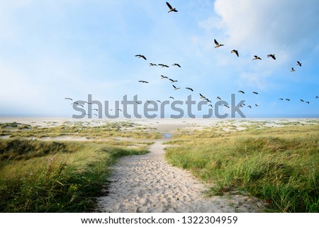 A Large flock of CanvasBacks Ducks Flying Over Wonderful dune beach landscape on the North Sea island Langeoog in Germany with  sand and grass on a beautiful summer day, holidays in Europe.
