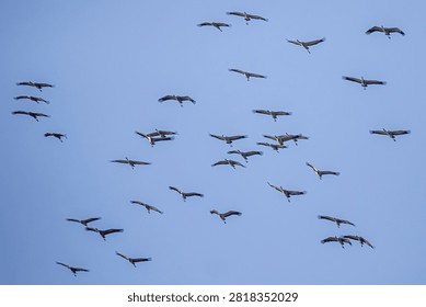 Large flock of common cranes soaring across a blue sky during seasonal migration, symbolizing freedom and the beauty of wildlife.