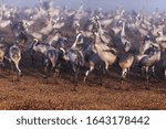 Large flock of cranes eats grain feed.  Migrating birdsin in winter  in Agmon Hula Nature Reserve, Israel